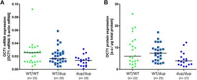 Effects of a Common Eight Base Pairs Duplication at the Exon 7-Intron 7 Junction on Splicing, Expression, and Function of OCT1